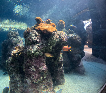 Maui Ocean Center, submarine life, fishes in the aquariumの写真素材