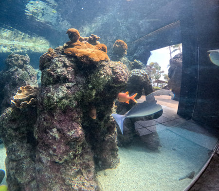 Maui Ocean Center, submarine life, fishes in the aquariumの写真素材