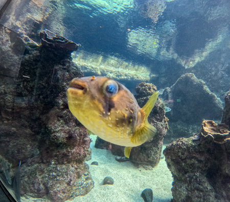Maui Ocean Center, submarine life, fishes in the aquariumの写真素材
