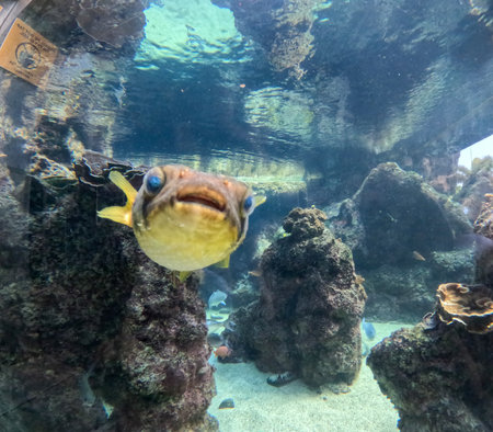 Maui Ocean Center, submarine life, fishes in the aquariumの写真素材