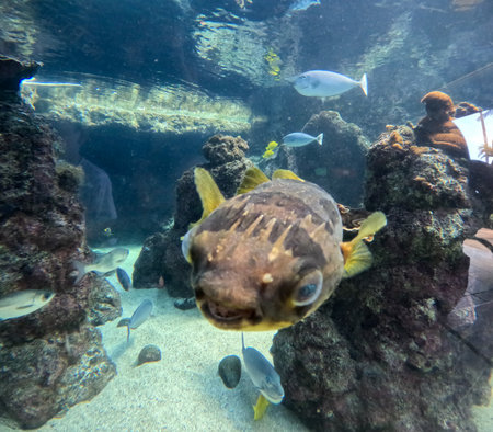 submarine life, fishes in the aquarium