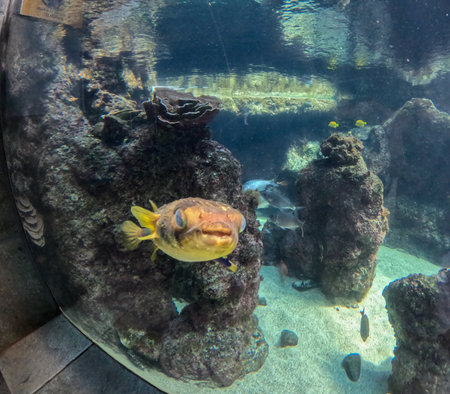 Maui Ocean Center, submarine life, fishes in the aquariumの写真素材