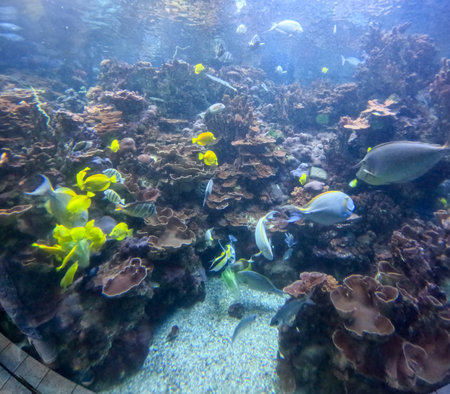 Maui Ocean Center, submarine life, fishes in the aquariumの写真素材