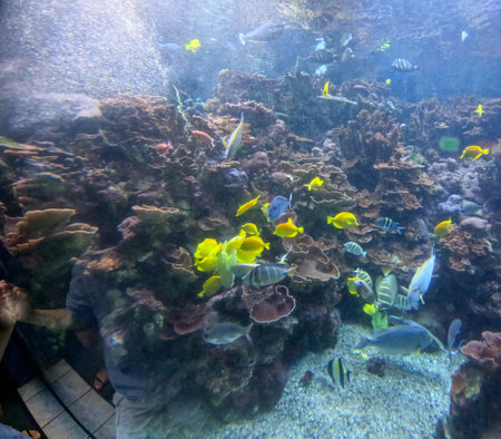 Maui Ocean Center, submarine life, fishes in the aquariumの写真素材