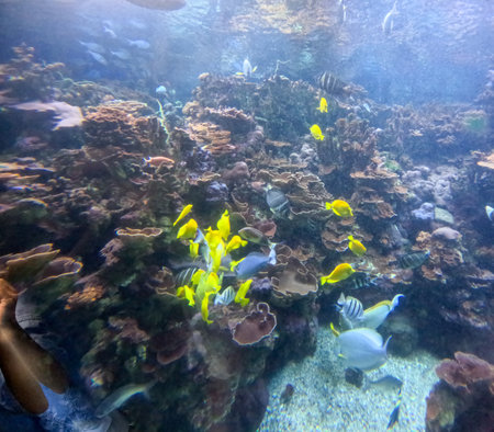 Maui Ocean Center, submarine life, fishes in the aquariumの写真素材