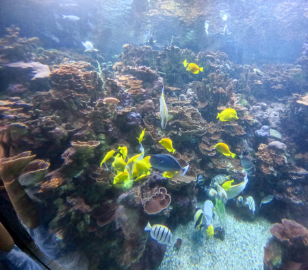 Maui Ocean Center, submarine life, fishes in the aquariumの写真素材
