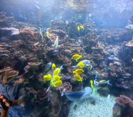 Maui Ocean Center, submarine life, fishes in the aquariumの写真素材
