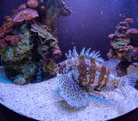 Maui Ocean Center, submarine life, fishes in the aquariumの写真素材