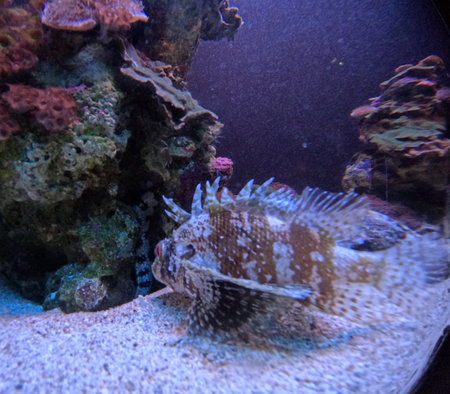 Maui Ocean Center, submarine life, fishes in the aquariumの写真素材