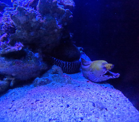 Maui Ocean Center, submarine life, fishes in the aquarium