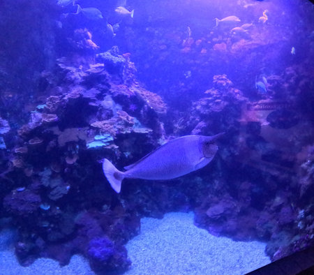 Maui Ocean Center, submarine life, fishes in the aquariumの写真素材
