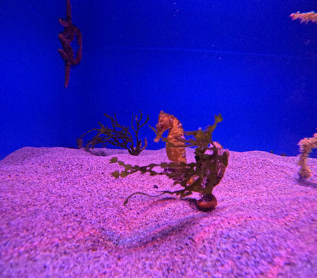 Maui Ocean Center, submarine life, fishes in the aquariumの写真素材
