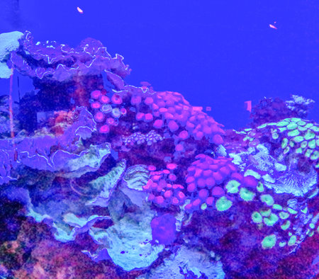 Maui Ocean Center, submarine life, fishes in the aquariumの写真素材