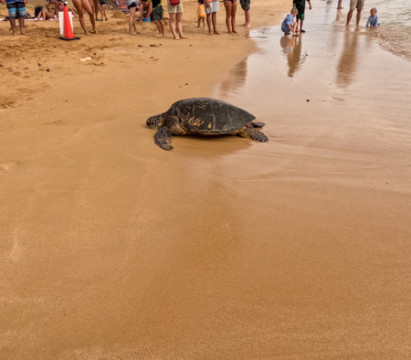 A sea turtle taking some rest at Poipu Beach, Kauai, Hawaiiの写真素材
