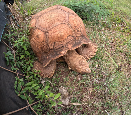 giant tortoise, Aldabrachelys gigantea, near Makauwahi Cave, Kauai, Hawaiiの写真素材
