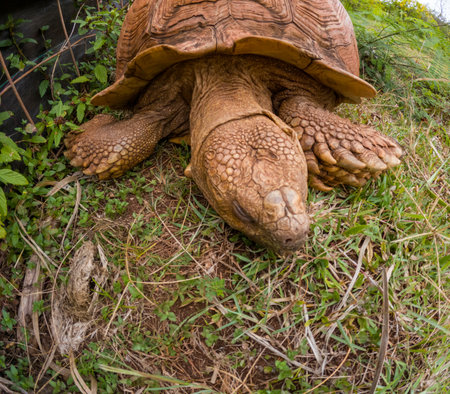 giant tortoise, Aldabrachelys gigantea, near Makauwahi Cave, Kauai, Hawaiiの写真素材