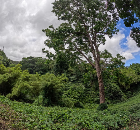 Hawaiian Jungle view on the east side of the big island of Hawaii close to the coast and botanical gardenの写真素材