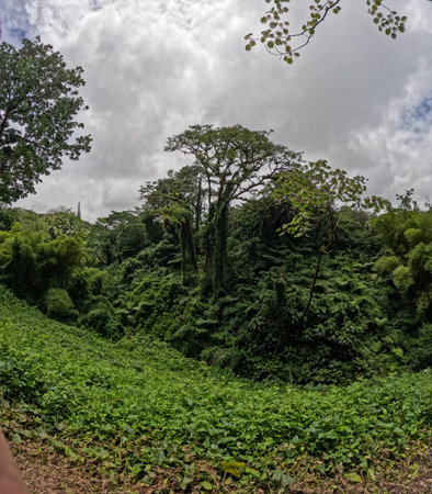 Hawaiian Jungle view on the east side of the big island of Hawaii close to the coast and botanical gardenの写真素材