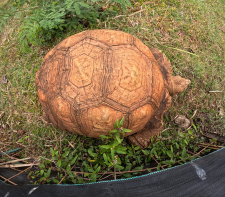 giant tortoise, Aldabrachelys gigantea, near Makauwahi Cave, Kauai, Hawaiiの写真素材