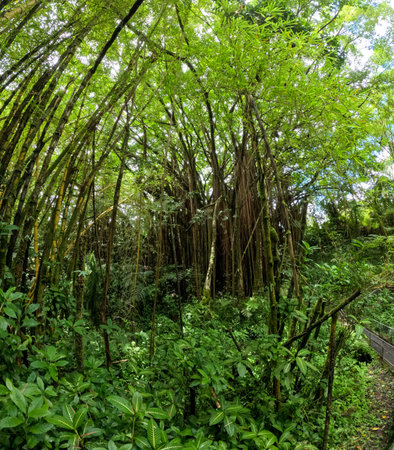 Hawaiian Jungle view on the east side of the big island of Hawaii close to the coast and botanical gardenの写真素材