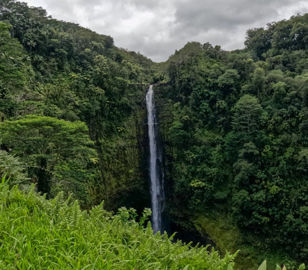 Beautiful Hawaii Big Island nature background. Scenic landscape with waterfall inside rainforest. Akaka Falls State Park, Hawaii Big Island, USA.の写真素材