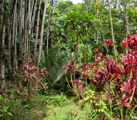 Walk through the jungle located in Hawaii Tropical Botanical Garden on the Big Island of Hawaii, USAの写真素材