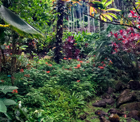 Walk through the jungle located in Hawaii Tropical Botanical Garden on the Big Island of Hawaii, USAの写真素材