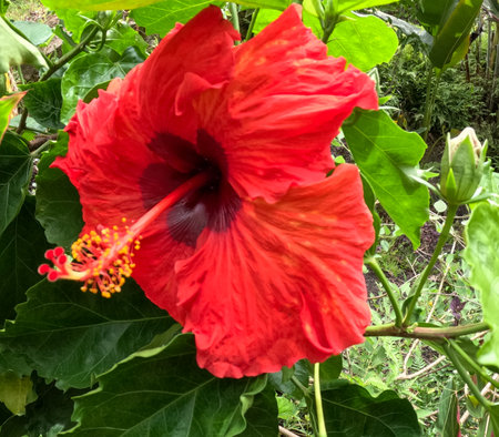 Flowers of Chinese hibiscus, China rose, Hawaiian hibiscus, rose mallow, shoeblack plant (Hibiscus rosa-sinensis), isolated on white backgroundの写真素材