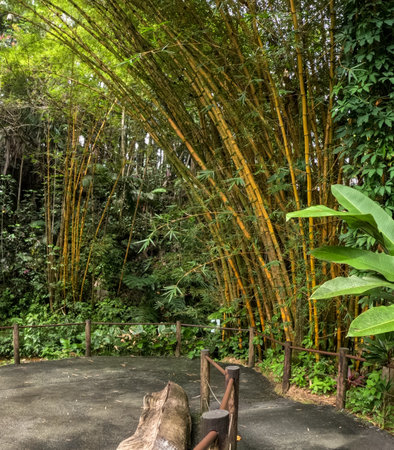 Bamboo with walk through the jungle located in Hawaii Tropical Botanical Garden on the Big Island of Hawaii, USAの写真素材