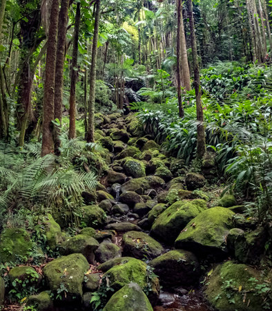 Fabulous jungle landscape located in Hawaii Tropical Botanical Garden on the Big Island of Hawaii, USAの写真素材
