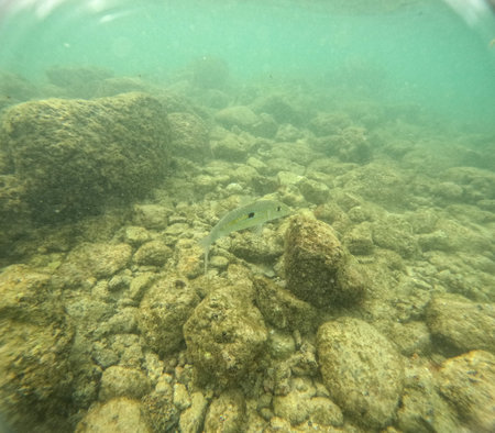 Underwater at Poipu beach in Kauai, Hawaii, USAの写真素材