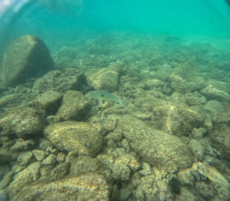 Underwater at Poipu beach in Kauai, Hawaii, USAの写真素材