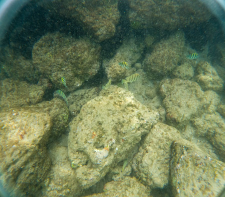 Underwater at Poipu beach in Kauai, Hawaii, USAの写真素材