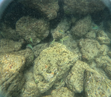 Underwater at Poipu beach in Kauai, Hawaii, USAの写真素材