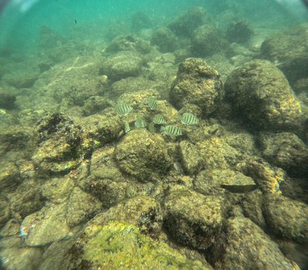 Underwater at Poipu beach in Kauai, Hawaii, USAの写真素材