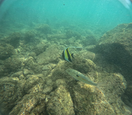 Underwater at Poipu beach in Kauai, Hawaii, USAの写真素材