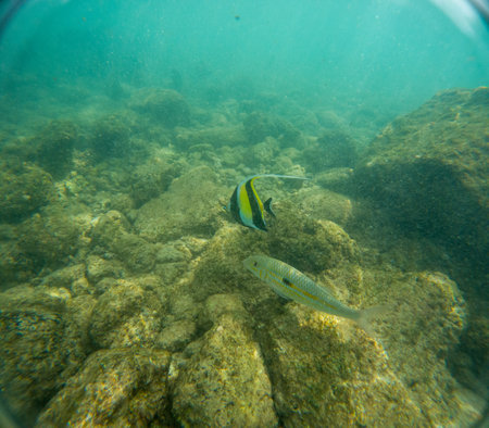 Underwater at Poipu beach in Kauai, Hawaii, USAの写真素材