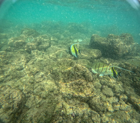 Underwater at Poipu beach in Kauai, Hawaii, USAの写真素材