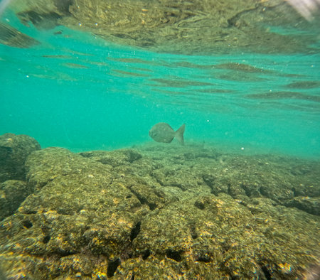 Shallow sea, big stones with fish. Wildlife in the sea and sun. Undersea landscape, adventure snorkeling. Seabed with the marine life, underwater photography from morning snorkeling on big Island, Hawaii, Kahaluuの写真素材