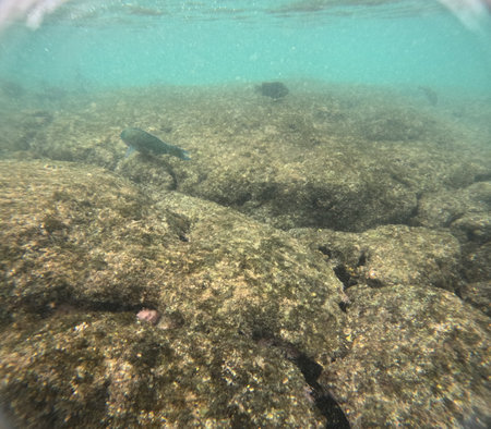 Shallow sea, big stones with fish. Wildlife in the sea and sun. Undersea landscape, adventure snorkeling. Seabed with the marine life, underwater photography from morning snorkeling on big Island, Hawaii, Kahaluuの写真素材