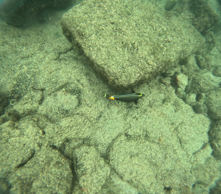 Shallow sea, big stones with fish. Wildlife in the sea and sun. Undersea landscape, adventure snorkeling. Seabed with the marine life, underwater photography from morning snorkeling on big Island, Hawaii, Kahaluuの写真素材
