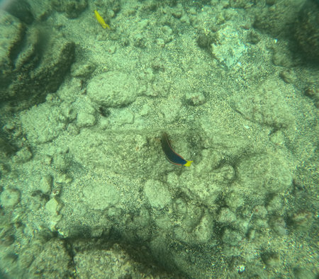 Shallow sea, big stones with fish. Wildlife in the sea and sun. Undersea landscape, adventure...