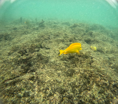 Shallow sea, big stones with fish. Wildlife in the sea and sun. Undersea landscape, adventure snorkeling. Seabed with the marine life, underwater photography from morning snorkeling on big Island, Hawaii, Kahaluuの写真素材