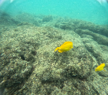 Shallow sea, big stones with fish. Wildlife in the sea and sun. Undersea landscape, adventure snorkeling. Seabed with the marine life, underwater photography from morning snorkeling on big Island, Hawaii, Kahaluuの写真素材
