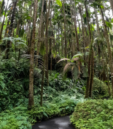 Walk through the jungle located in Hawaii Tropical Botanical Garden on the Big Island of Hawaii, USAの写真素材