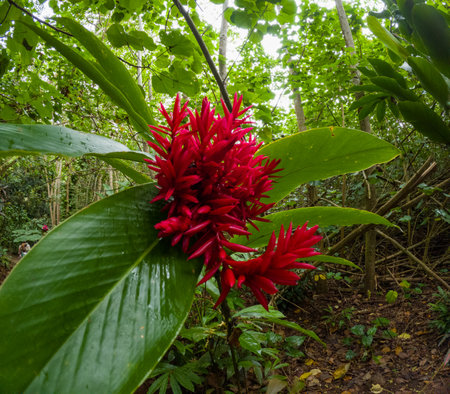 Red flowers in the jungle on Big Island Hawaii in the tropical botanical gardenの写真素材