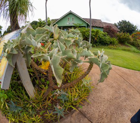 In the Botanical Garden in Kauai, Hawaiiの写真素材