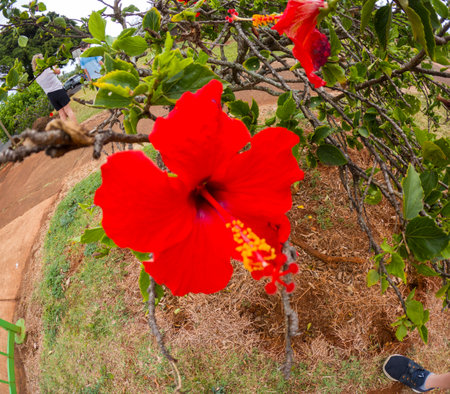 Red Hibiscus Flowers Near Shipwreck Beach, Kauai, Kawaii, USAの写真素材