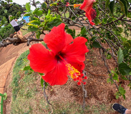 Red Hibiscus Flowers Near Shipwreck Beach, Kauai, Kawaii, USAの写真素材