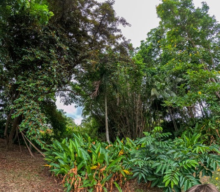 In the Botanical Garden in Kauai, Hawaiiの写真素材